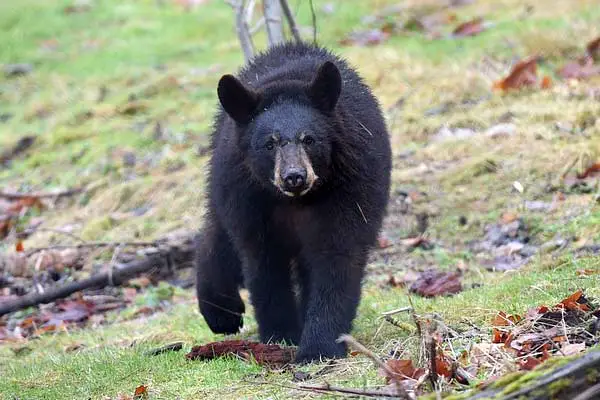 When Do Bears Hibernate in Canada