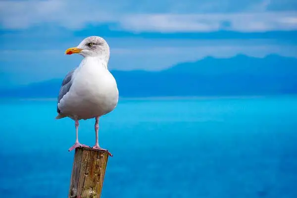 Why Are Seagulls Protected In Canada?