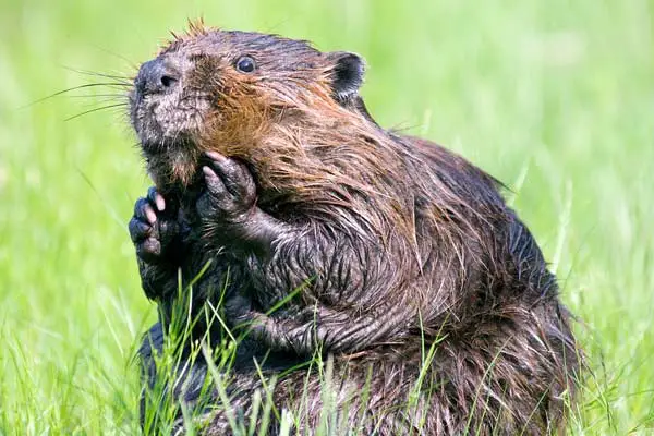 why is the beaver a symbol of canada