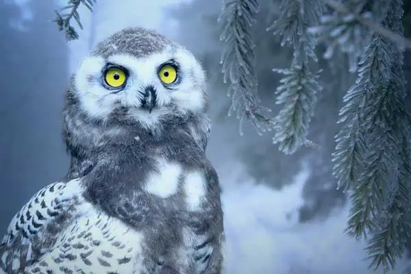 Can You have an owl as a Pet in Canada