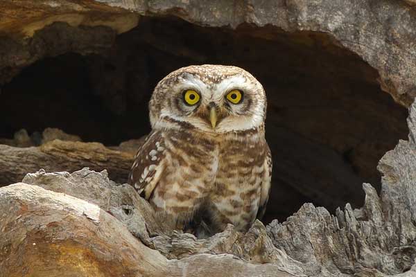 Is It Legal to Have an Owl as a Pet in Canada