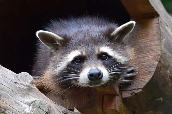 Is It Legal to Own a Raccoon in Canada