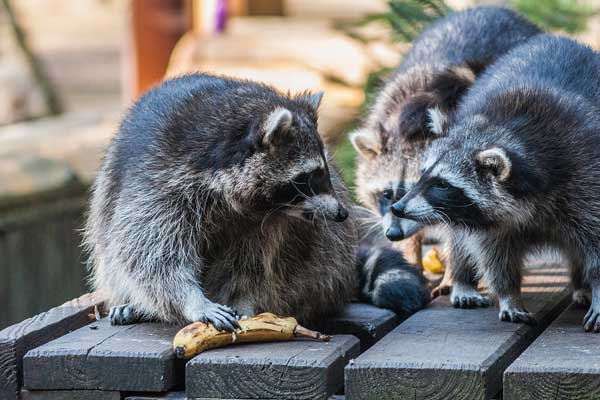 Reasons Why You Shouldn't Keep a Raccoon as a Pet